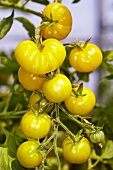 Organic yellow tomatoes