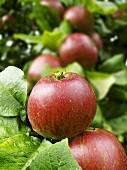 Red apples on the tree (close-up)