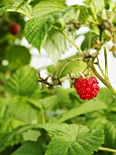 Raspberries on the plant