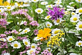 Marigolds, feverfew and centaurium