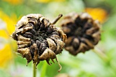 Ringelblumensamen (Calendula officinalis)