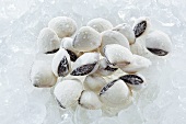 Frozen clams