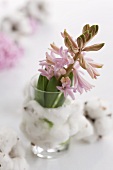 A pink hyacinth in a glass wrapped in cotton wool