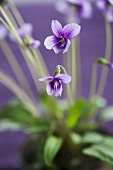 Sweet violets (viola odorata)