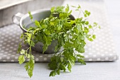 Chervil