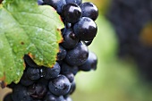Wet pinot noir grapes