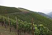 A vineyard in the Ahr region