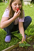 A girl eating a strawberry on the plant
