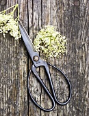 A pair of scissors with elderflowers on a wooden surface