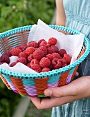 Small basket of fresh raspberries