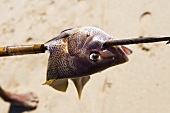 A speared greasy grouper