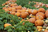 A pile of various pumpkins in a field