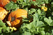 Pumpkins in a field