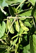 Soy beans on the plant