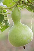 A calabash squash on a plant