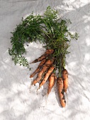 Fresh organic carrots