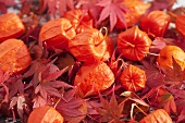 Japanese lanterns and oak leaves