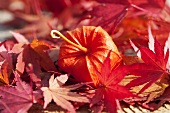 Japanese lantern and oak leaves