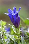 Gentian