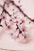 A sprig of almond flowers