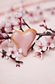 A heart-shaped biscuit with icing sugar against a flowering almond sprig