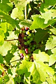 Grapes on a vine (Asia)