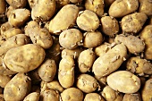 New potatoes, seen from above (macro zoom)