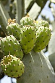 Prickly pears on the plant