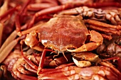 Red crabs
