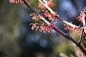 Witch-hazel, branch with flowers