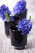 Hyacinths in glasses