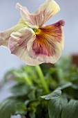 Pansies