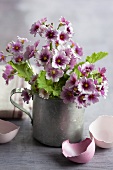 A bunch of lilac primroses in a zinc jug