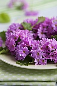 A lilac primrose wreath