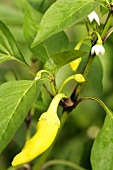 A pointed pepper on the plant