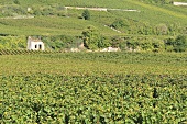A grape growing region in Burgund