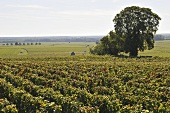 Weinanbaugebiet Pernand-Vergelesses