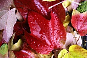 Wet autumnal leaves (close-up)