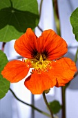 Nasturtium (close-up)