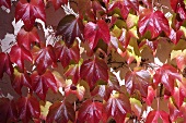 Wild vines growing on a house wall (macro zoom)