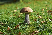 A birch bolete mushroom