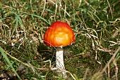 A small fly agaric toadstool