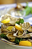 Fresh oysters with lemon