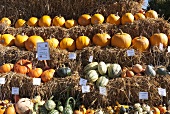 Various squashes on bales of hay