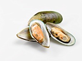 Two opened mussels
