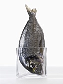 A sea bream in a glass (head first)
