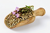 Hairy or Small-flowered willow herb (Epilobium parviflorum)