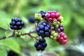 Blackberries on the branch