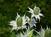 Elfenbeindisteln (Eryngium giganteum) mit Biene