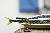 Fresh mackerel on plate